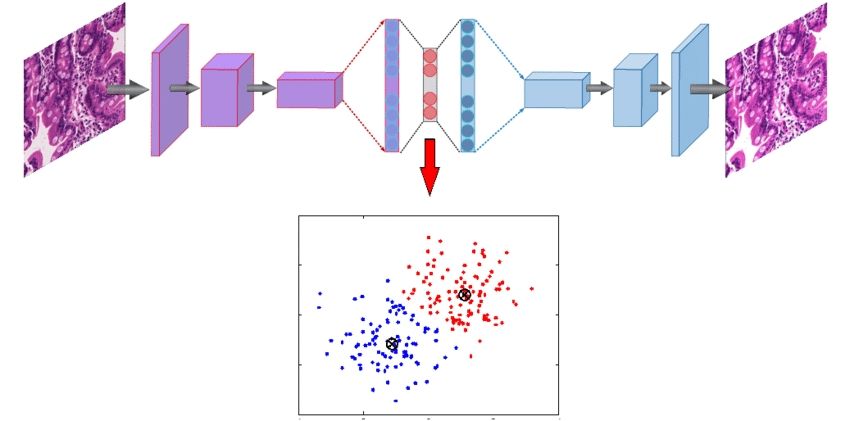 Demonstrating the transition from complex visual features to structured latent representations, where a convolutional architecture enables the unsupervised clustering of high-dimensional data into intuitive spatial maps.